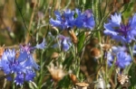Cornflower