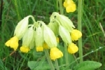 Cowslip