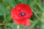 Field Poppy