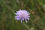 Field Scabious