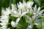 Ramsons