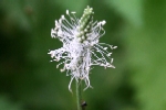 Hoary Plantain