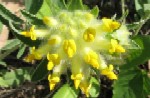Kidney Vetch