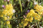 Lady's Bedstraw