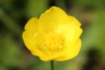 Mdw Buttercup