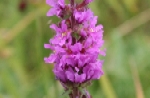 Purple Loosestrife
