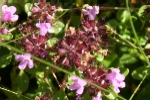 Selfheal