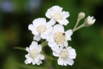 Sneezewort