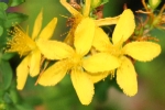 St John's Wort