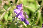 Tufted Vetch