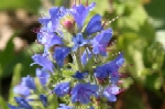 Viper's Bugloss