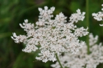 Wild Carrot
