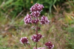 Wild Marjoram