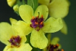 Dark Mullein