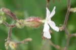 Night-Flowering Catchfly