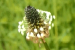 Ribwort Plantain