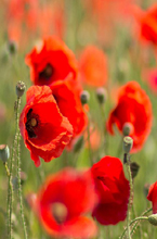 Wildflower Seed Collections- Image of Poppies
