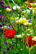 Wild Flower Calendar - Image of Wildflower Meadow