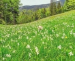 Wild Flower Meadow Seed Mixes