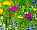 Wild Flower Seed Collections For Gardens